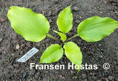 Hosta Pavlova Delight